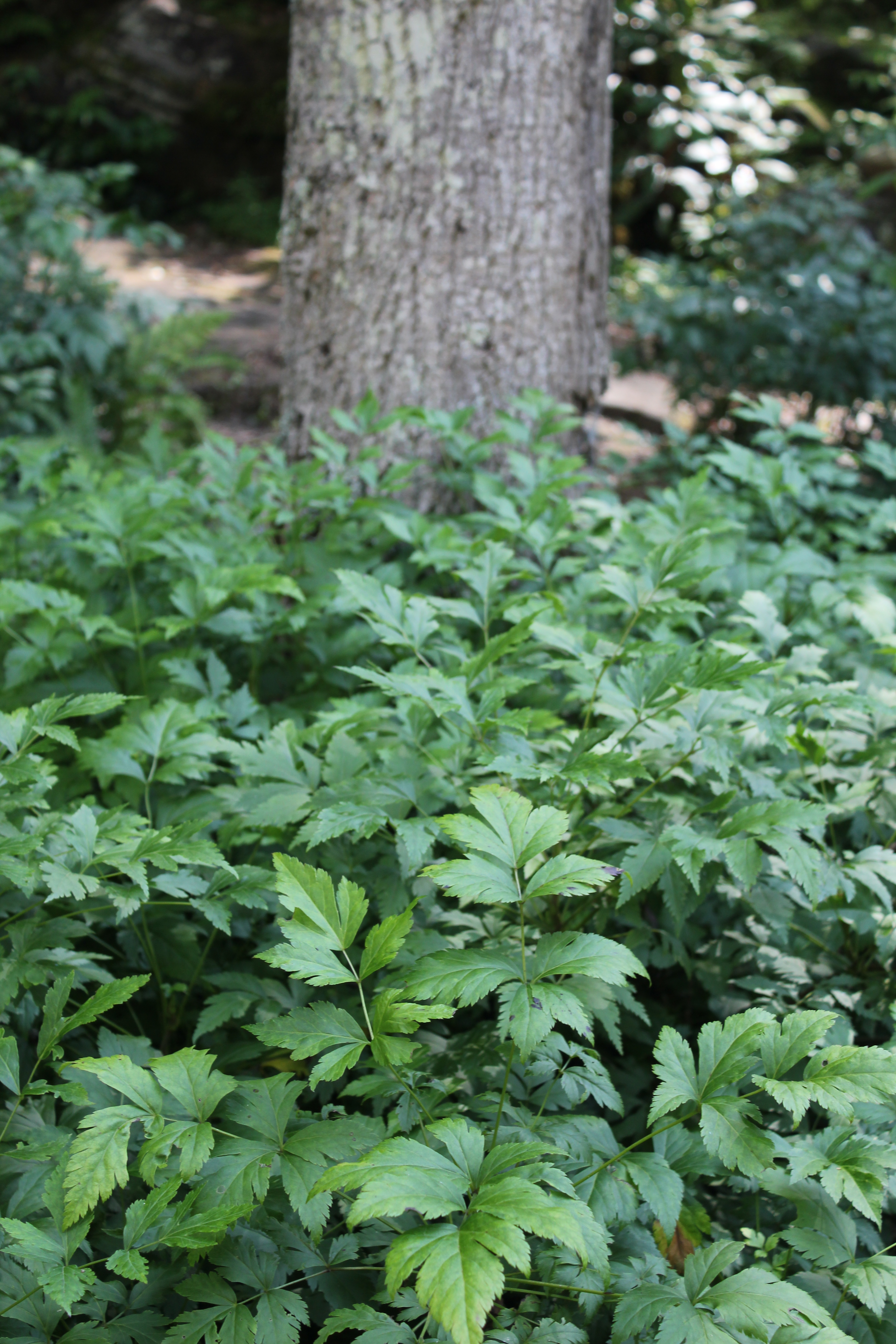Yellowroot Chestnut School of Herbal Medicine