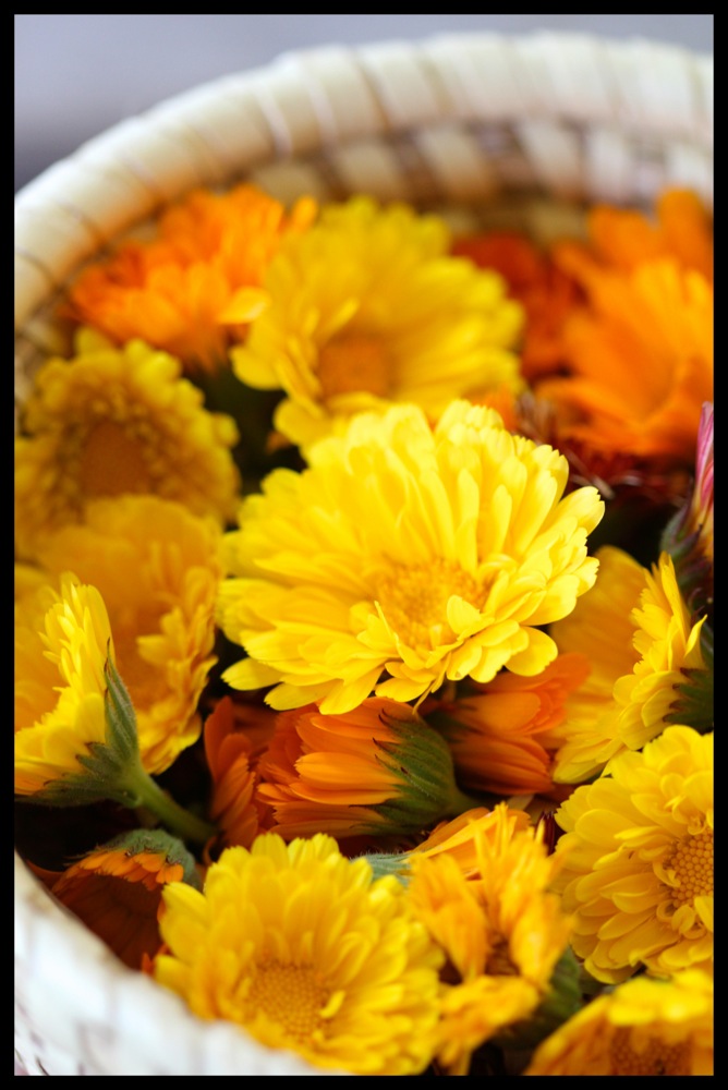 Calendula Sunshine Incarnate an Edible and Medicinal Flower
