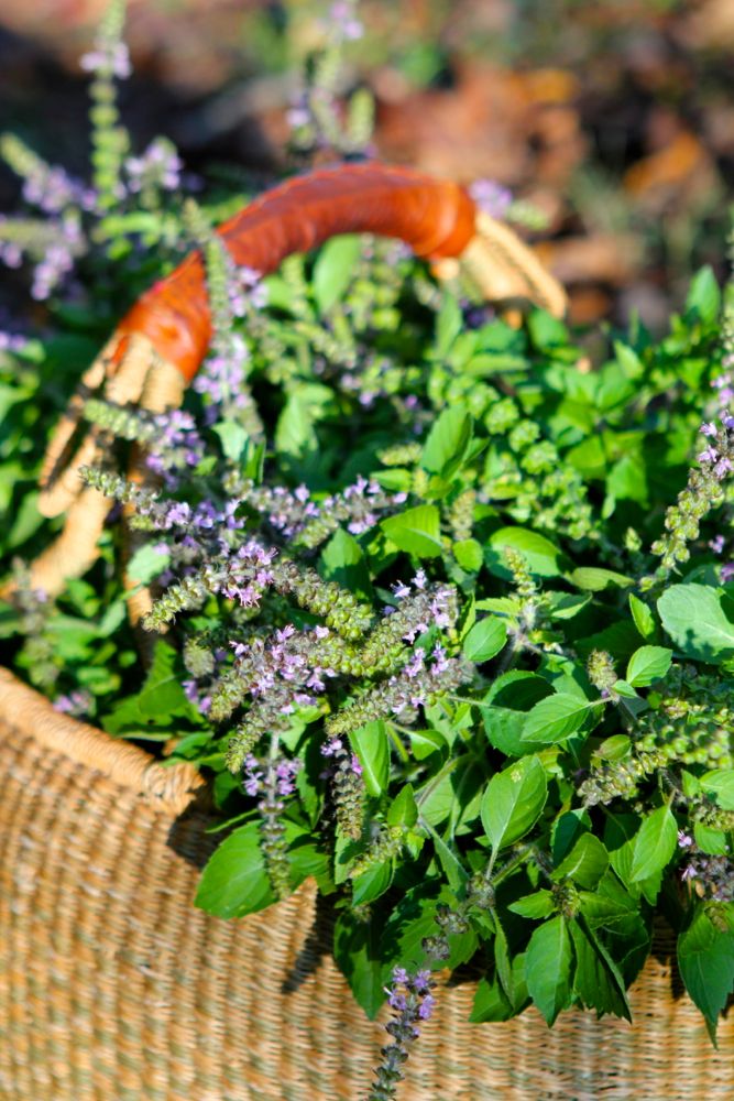 Top-Ten-Medicinal-Herbs-for-the-Garden-T
