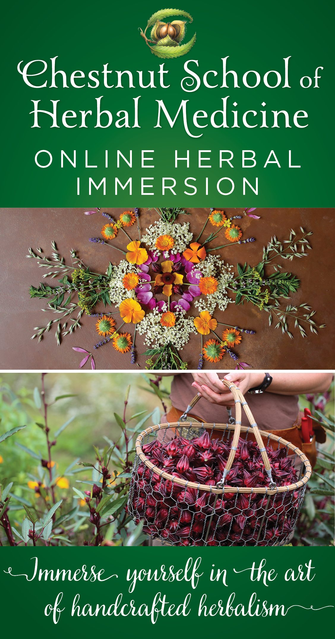 The Top Ten Medicinal Herbs for the Garden Chestnut School of Herbal