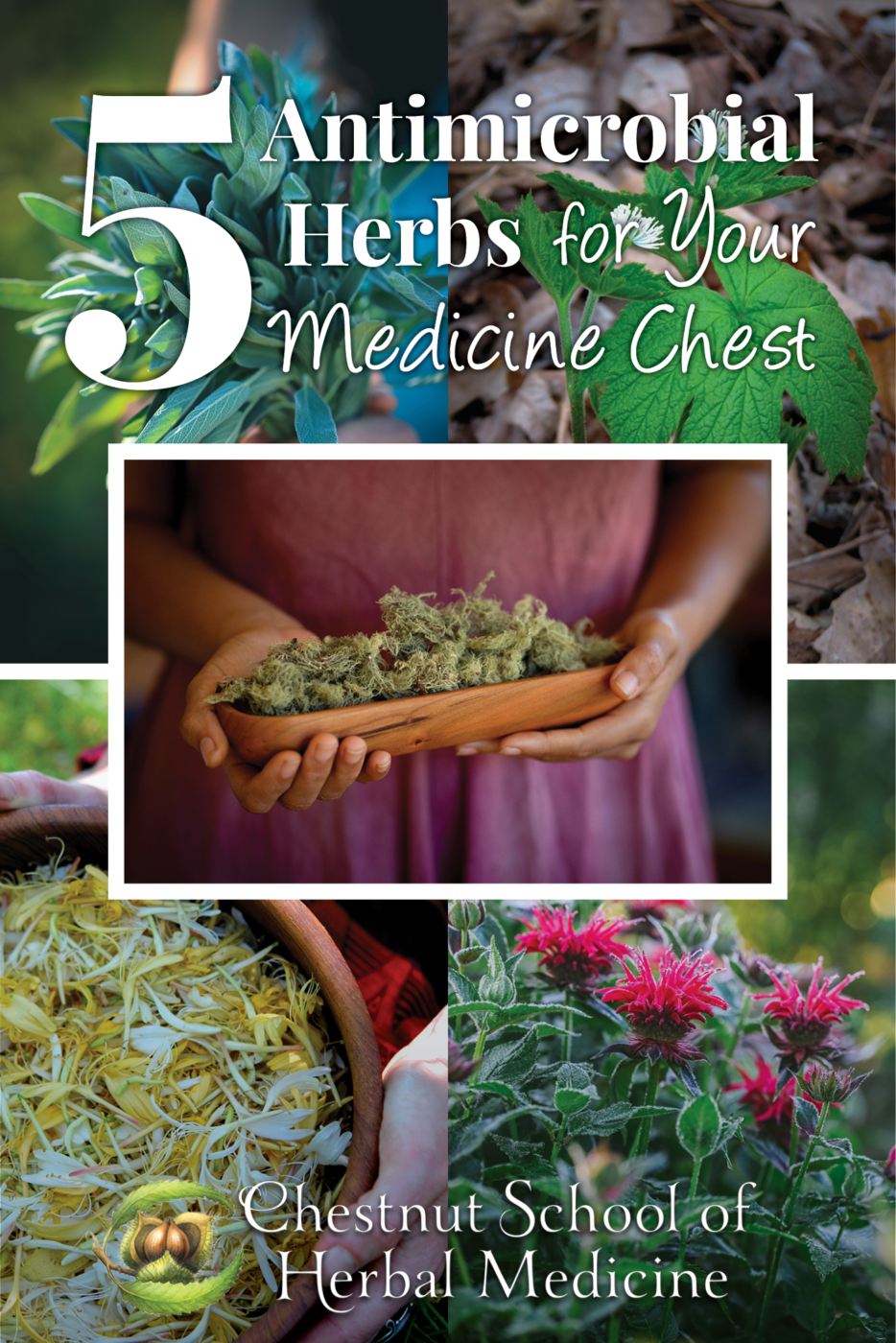 5 Antimicrobial Herbs for Your Medicine Chest