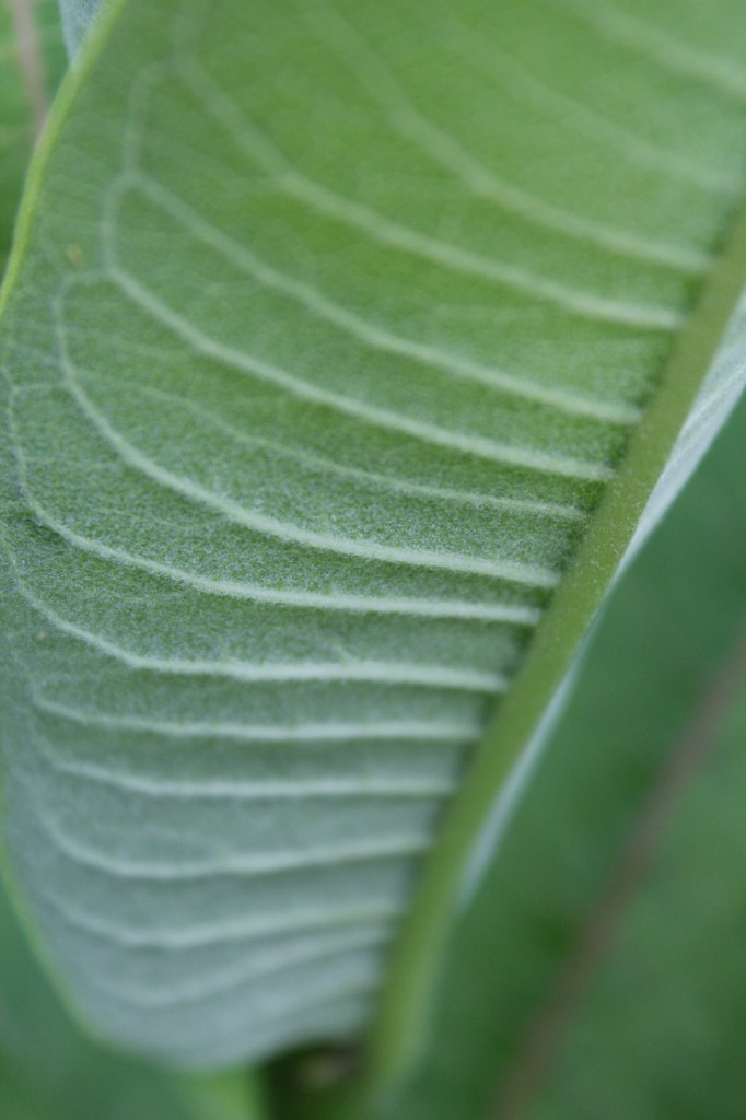 Milkweed leaf