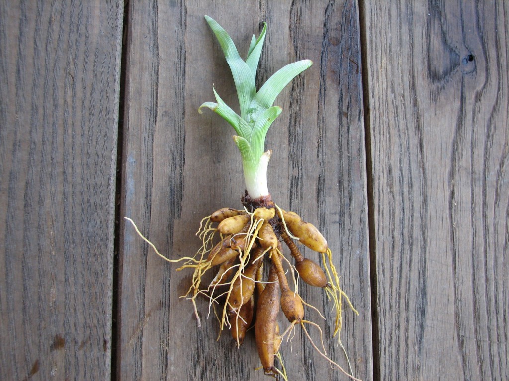 Daylily tubers - note how the tubers resemble miniature potatoes, and there is no bulb or lateral rhizome present.