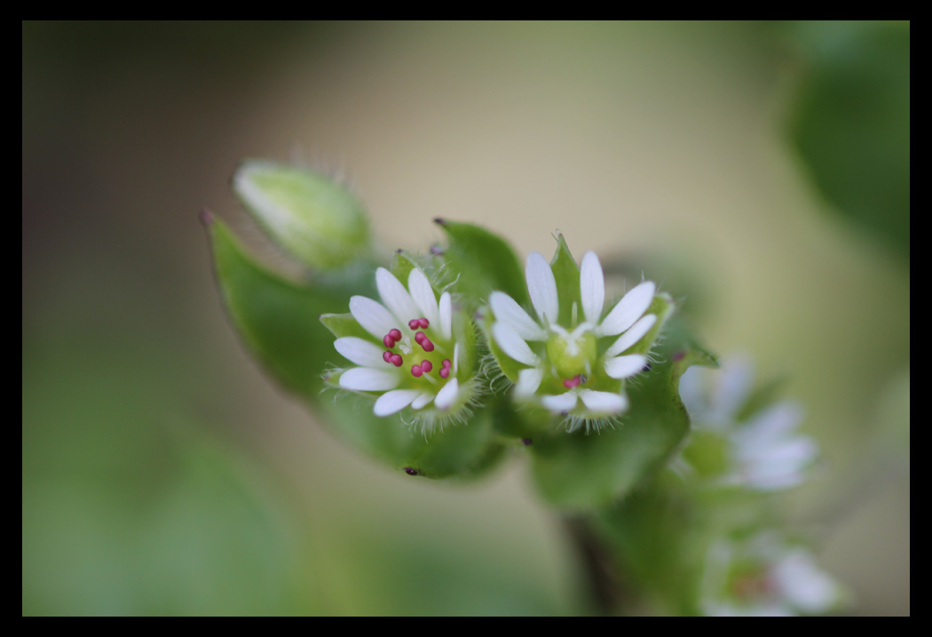 Chickweed (Stellaria media) flowers magnified