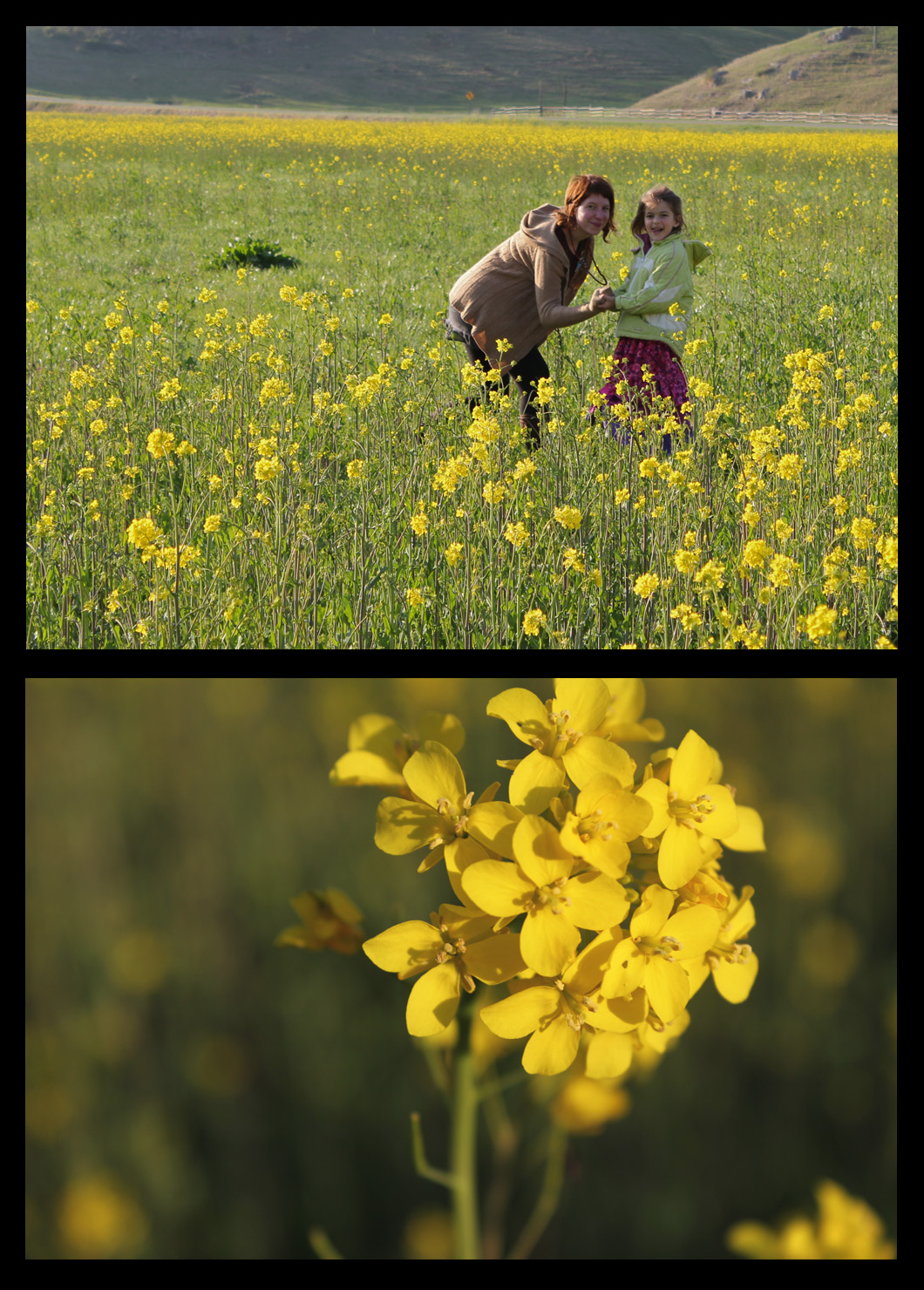 Field mustard in flower