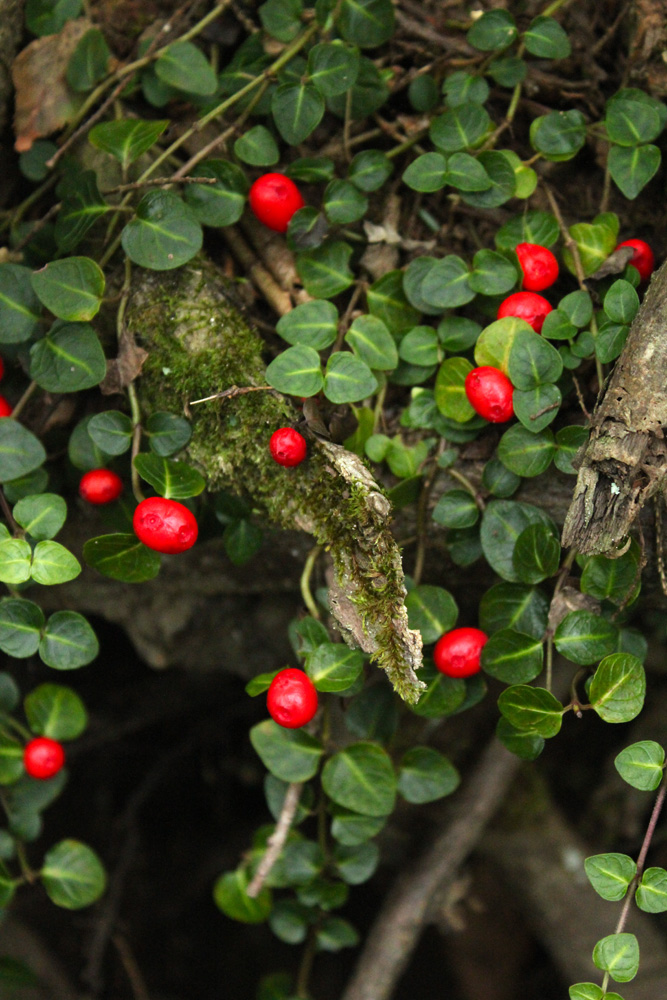 Partridgeberry in fruit