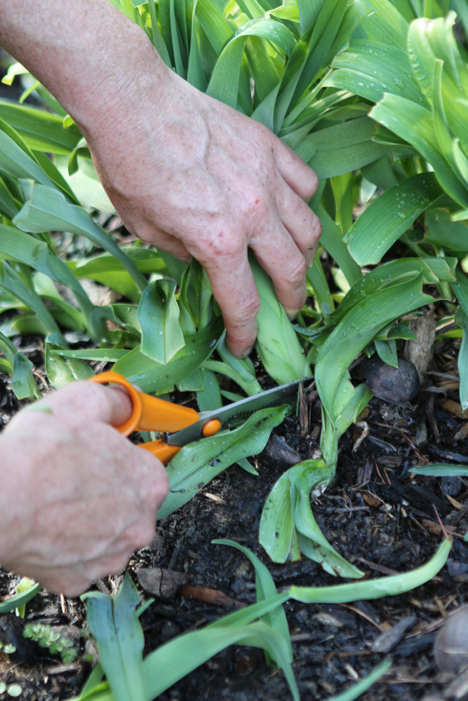 Cutting daylily at the ground level