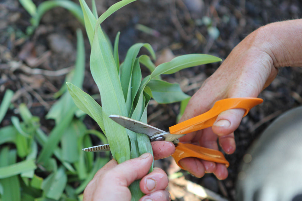 Cutting off the fibrous tips of daylily.