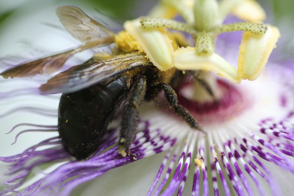 Passionflower pollination