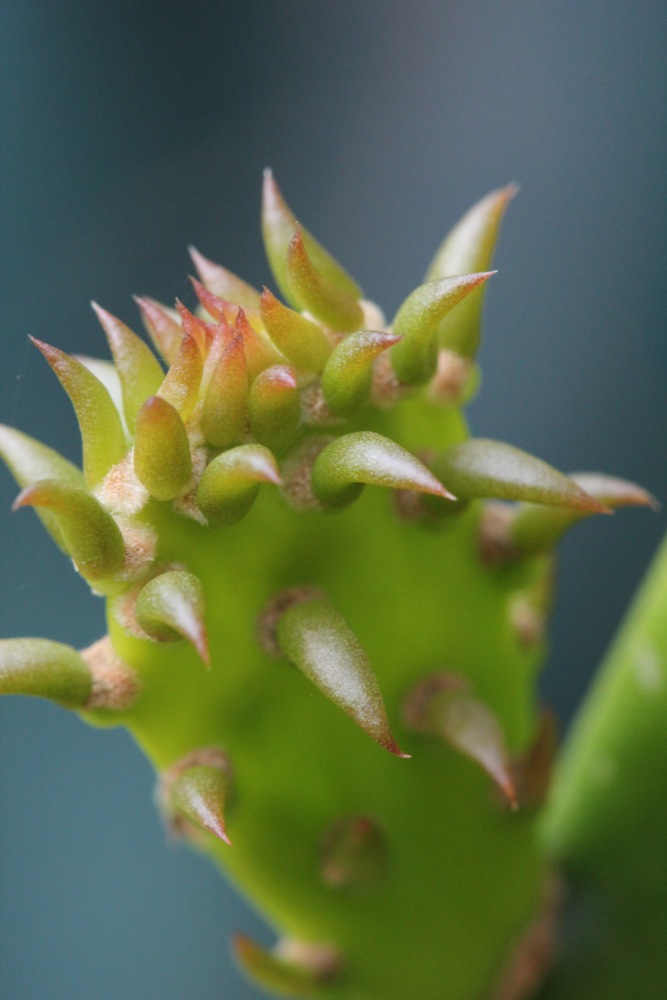 A young nopale with tender green "spines".