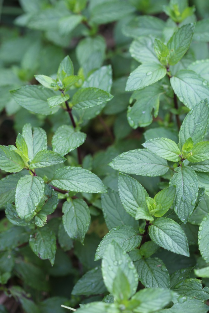 A patch of chocolate mint (a type of peppermint).