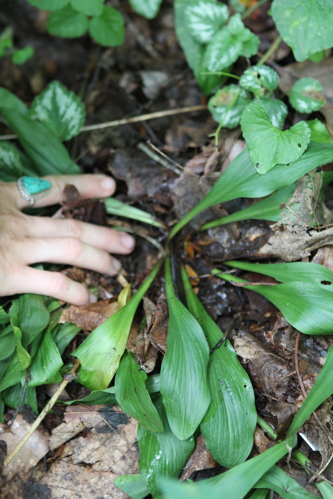 Chamaelirium luteum