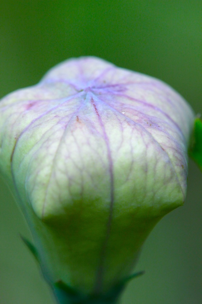 Platycodon grandiflorus