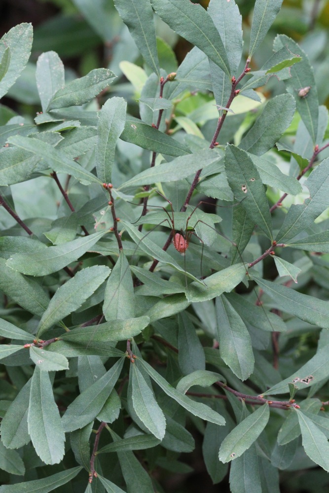 Myrica gale