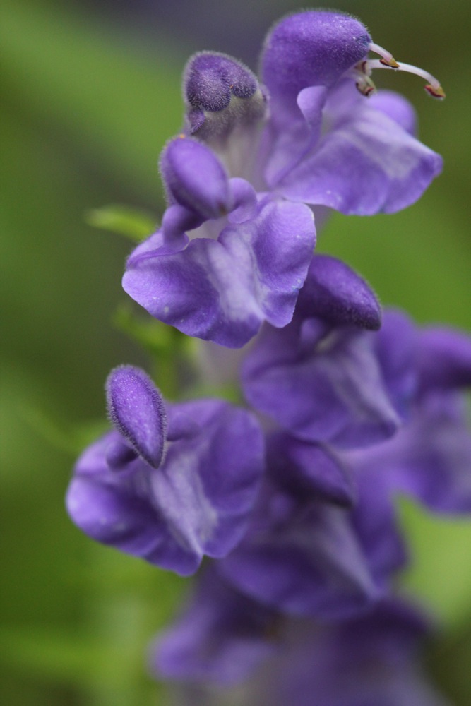 Scutellaria baicalensis