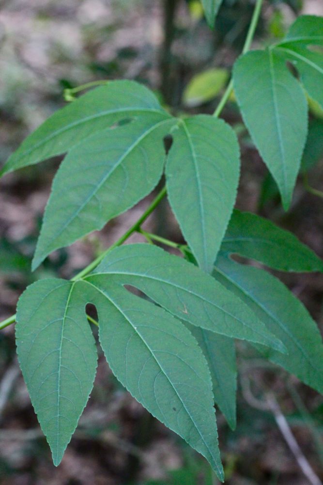 Passionflower leaves