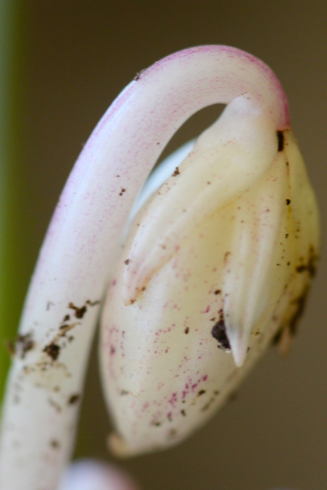 Cleistogamous violet flower close-up
