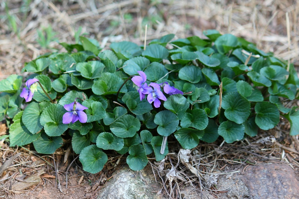 Common blue violet (Viola sororia, Violaceae)