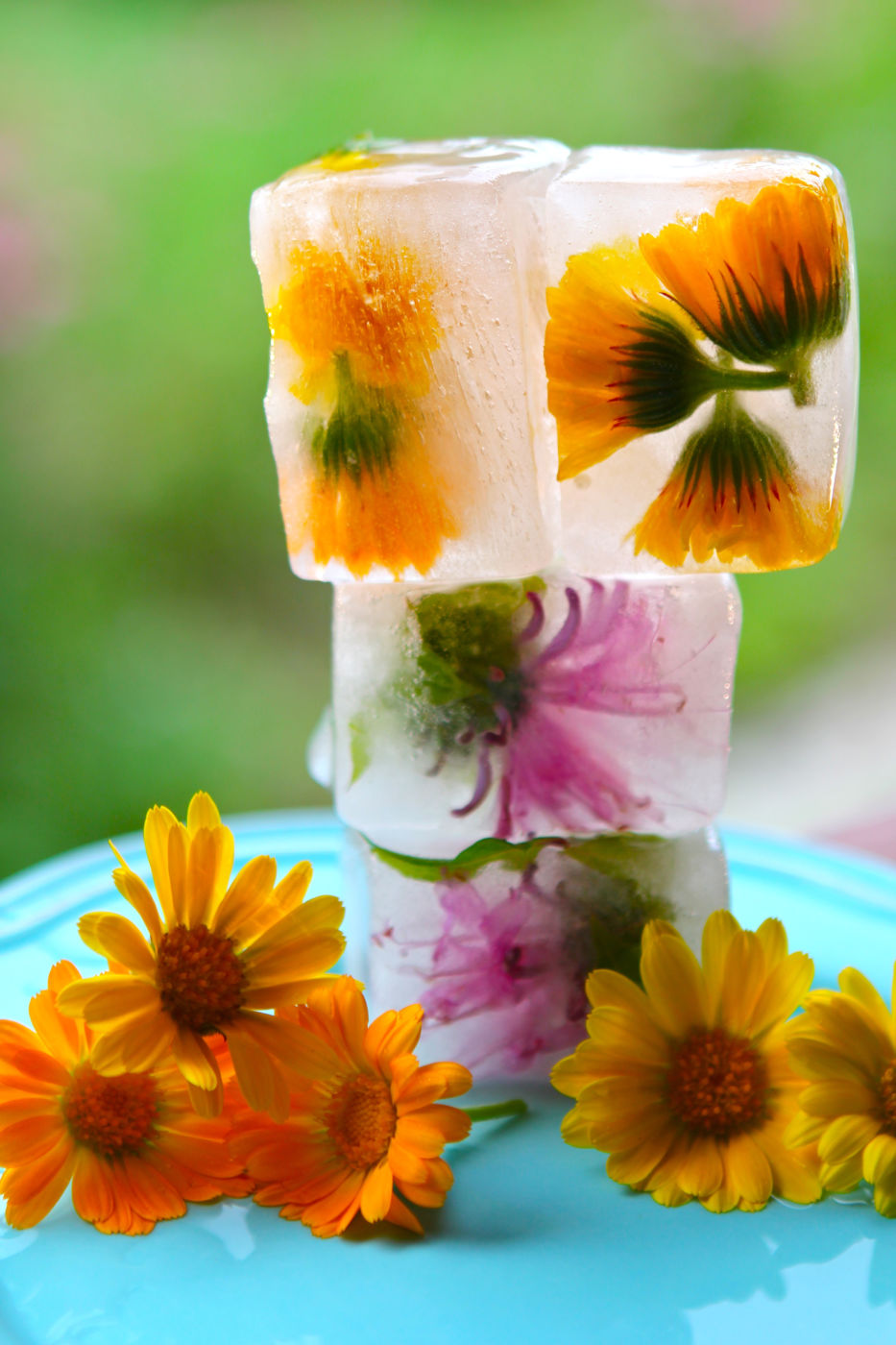 Calendula and wild bergamot herbal ice cubes