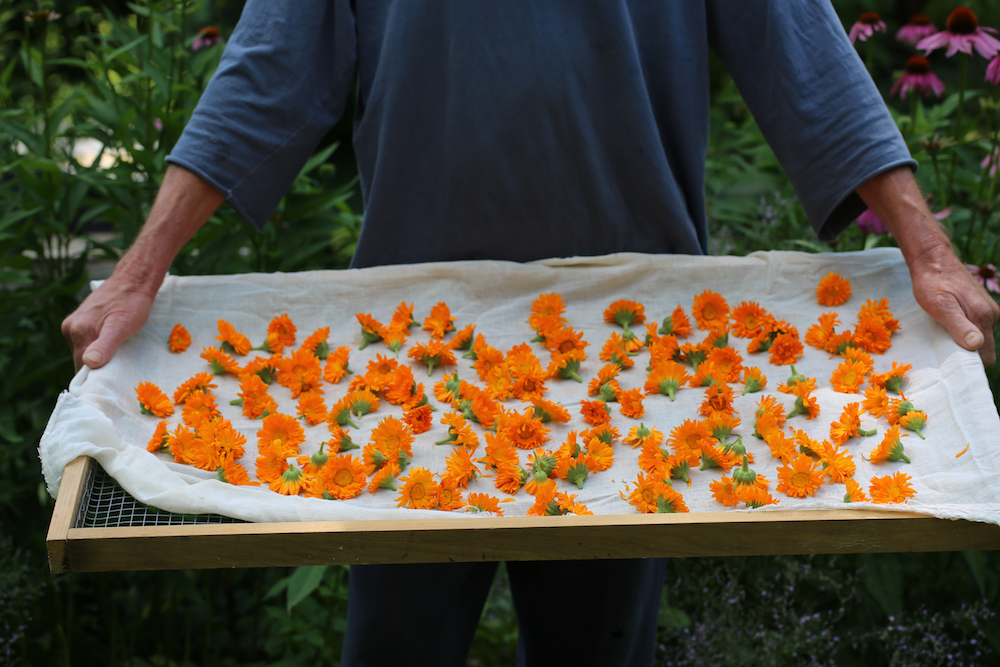 Calendula being readied for drying on a metal screen covered with a lightweight breathable cotton cloth