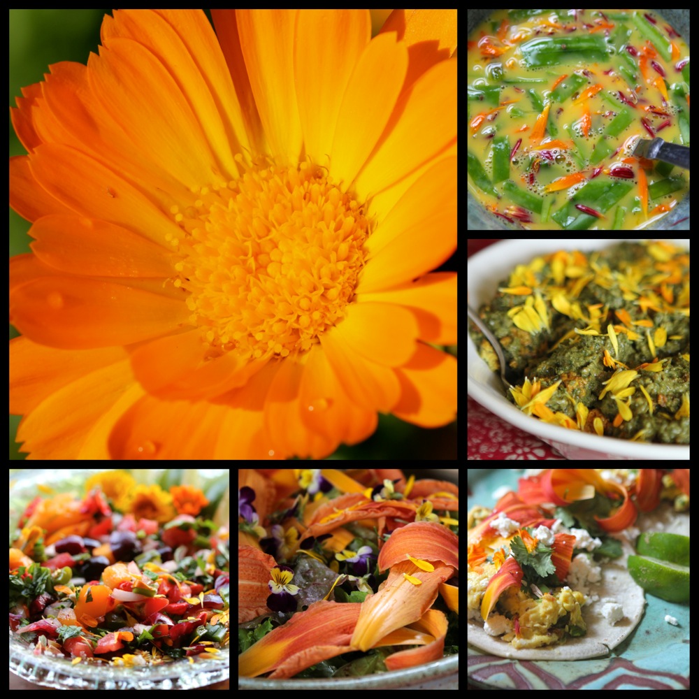 Calendula edible flowers
