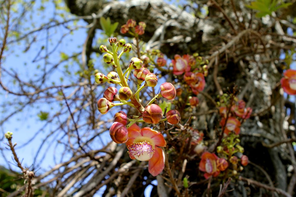 Cannon ball tree with its flowers born on leafless branches originating from the central trunk