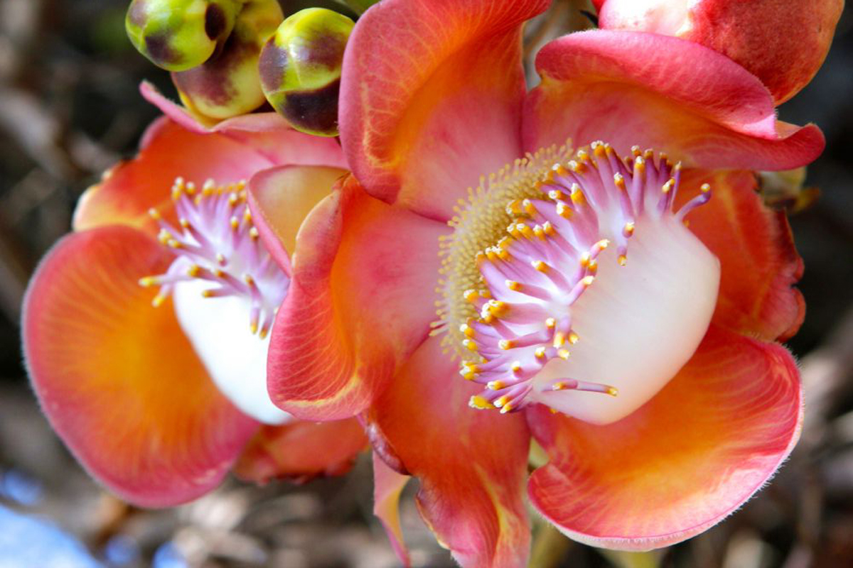indoor liquid plant food Big Bloom Liquid Plant Food PT  Watson's Greenhouse