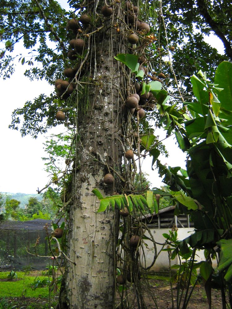 Cannonball Tree Fruit Edible - Cannonball Tree - Couroupita guianensis - Seeds / We did not find results for: