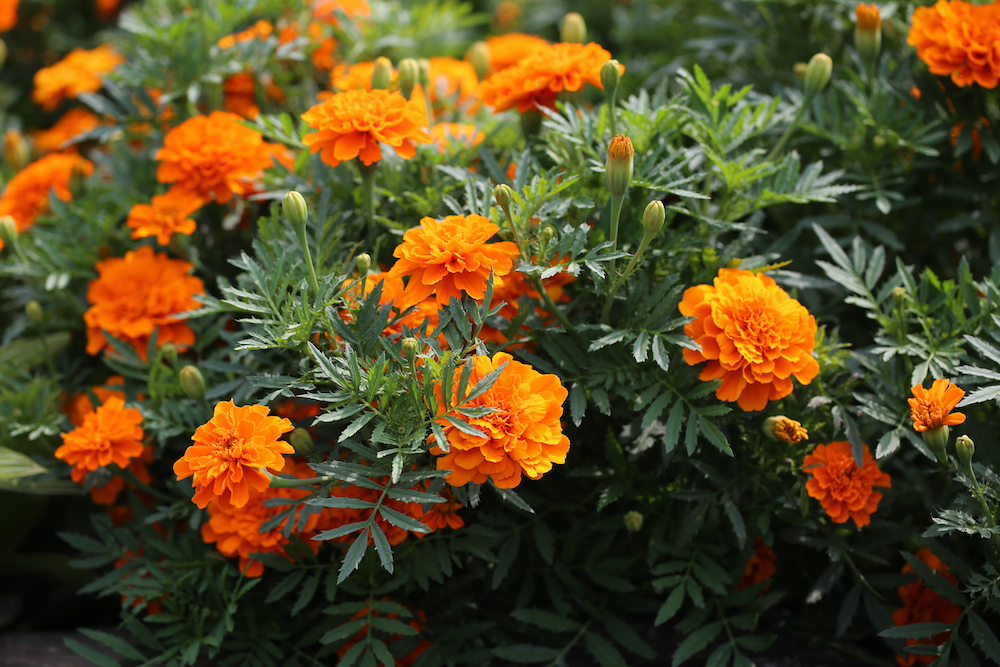 Garden marigold (Tagetes sp.)—pictured here—is not the same plant as pot marigold (Calendula officinalis)