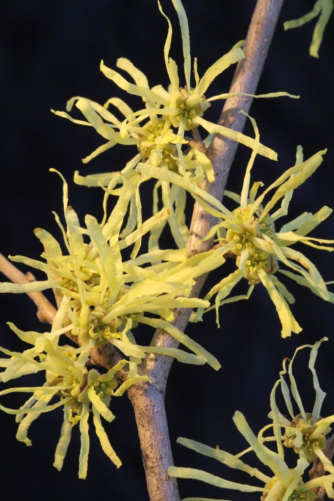 Witch Hazel Seeds & Medicinal Uses | Chestnut School of Herbal Medicine