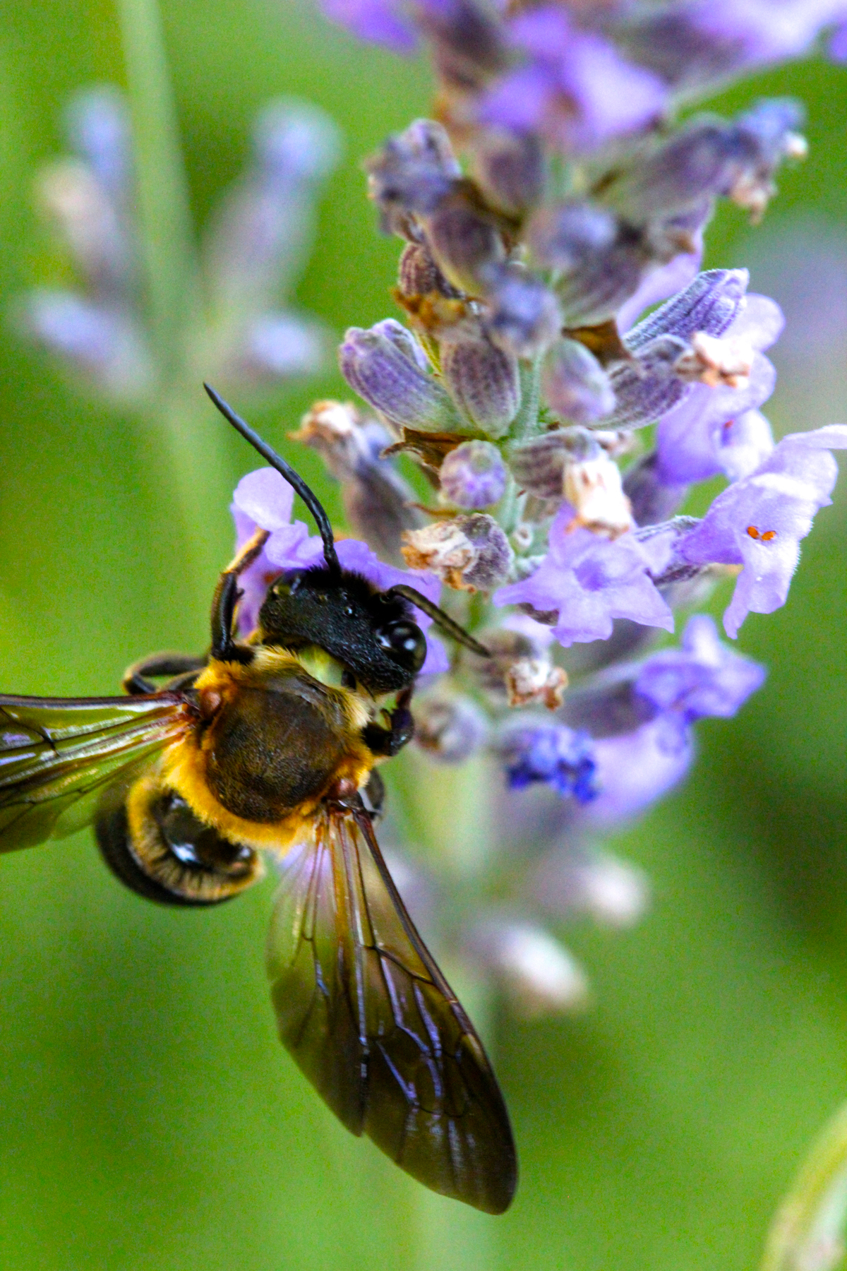 A bee visiting lavender (Lavandula spp.)
