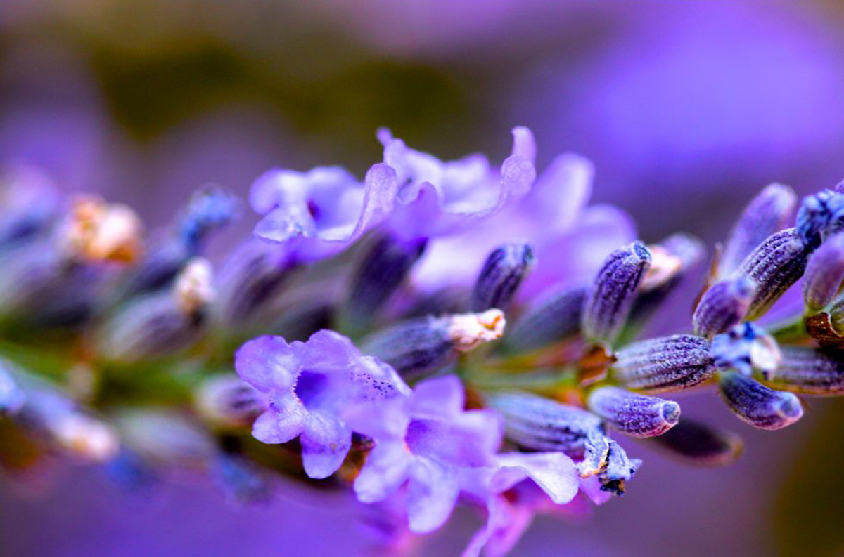Lavender (Lavandula spp.) flowers.