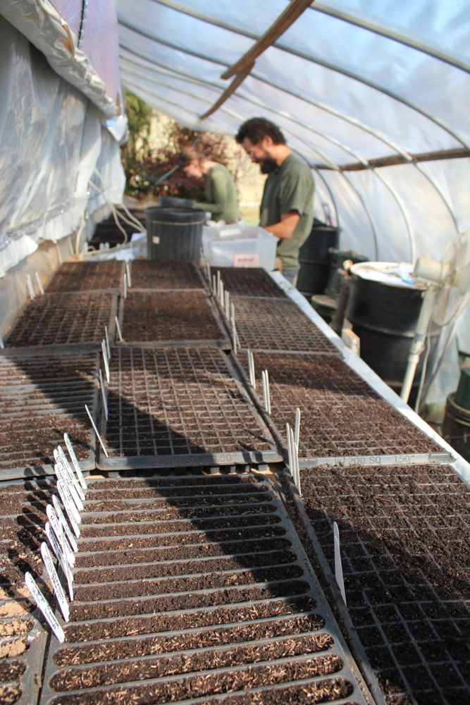 Seeding in a greenhouse attached to the south side of a house