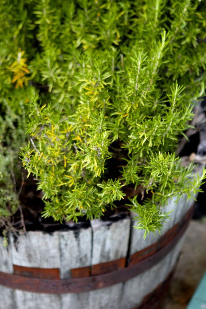 Rosemary (Rosmarinus officinalis) growing in an old wooden barrel