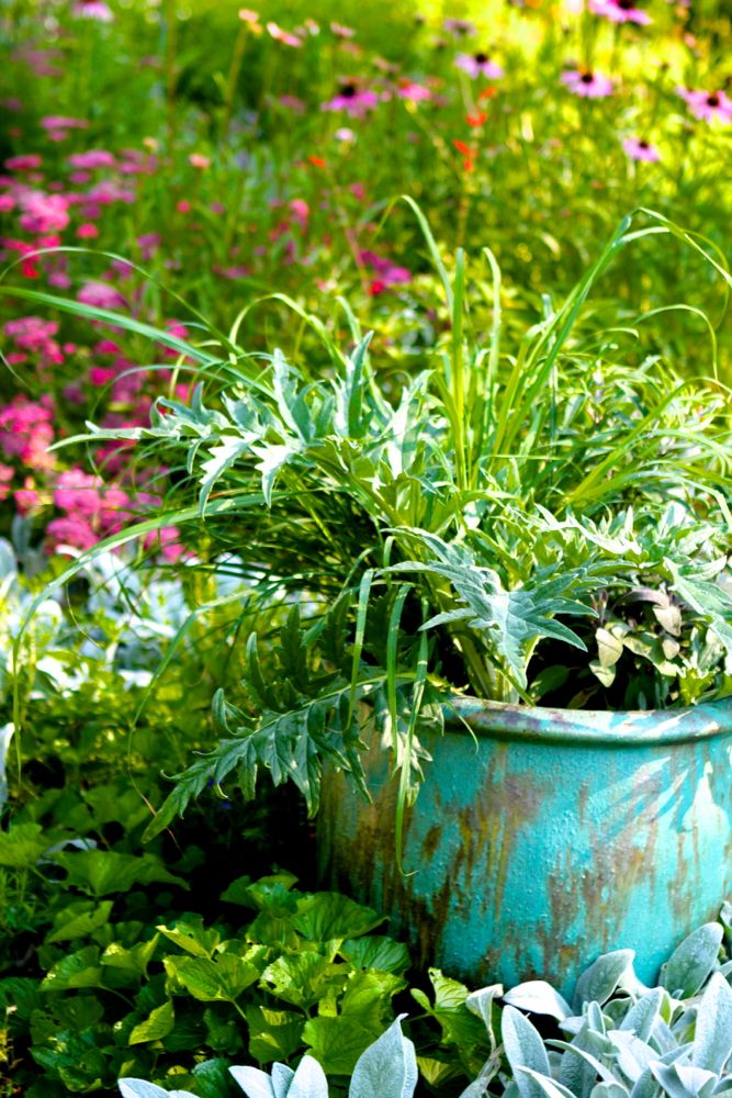 Lemongrass, artichoke, mexican sage and purple sage growing in a glazed ceramic pot, which adds color and height to the garden, and also fills in a bare spot.