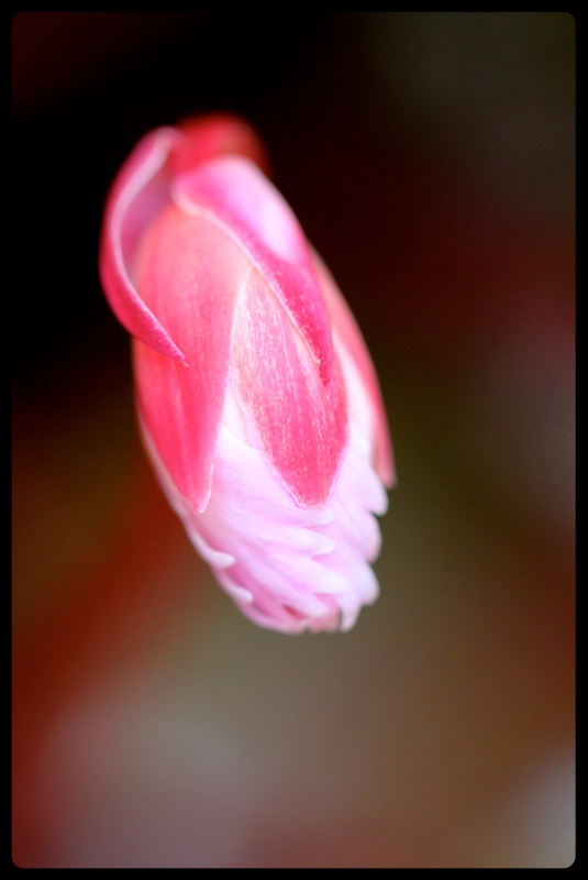 Oconee Bells flower bud (Shortia galacifolia, Diapensiaceae)
