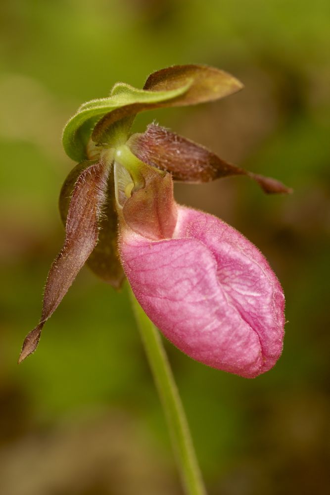 Pink Lady's Slipper (Cypripedium acaule 