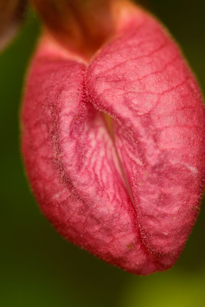 Close-up of a pink lady's slipper flower's labellum