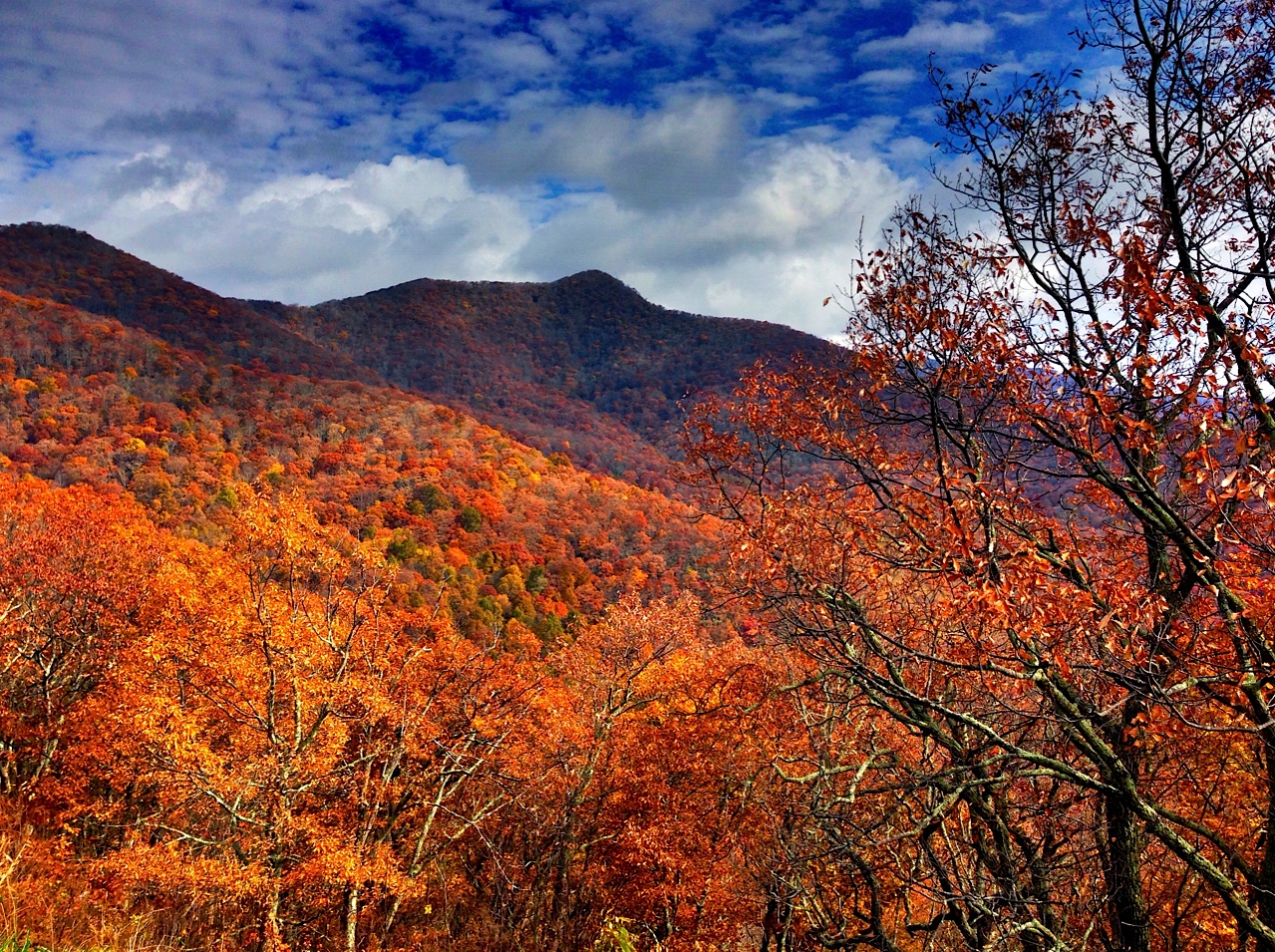 Colorful autumn leaves in the mountains.