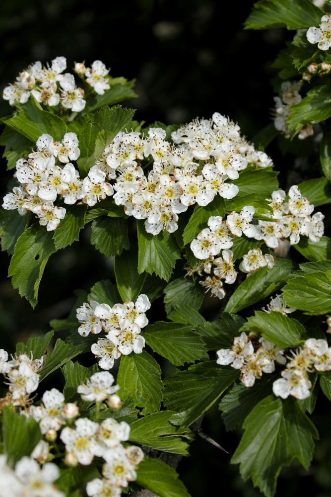 White and yellow hawthorn flowers bloom over bright green hawthorn leaves.