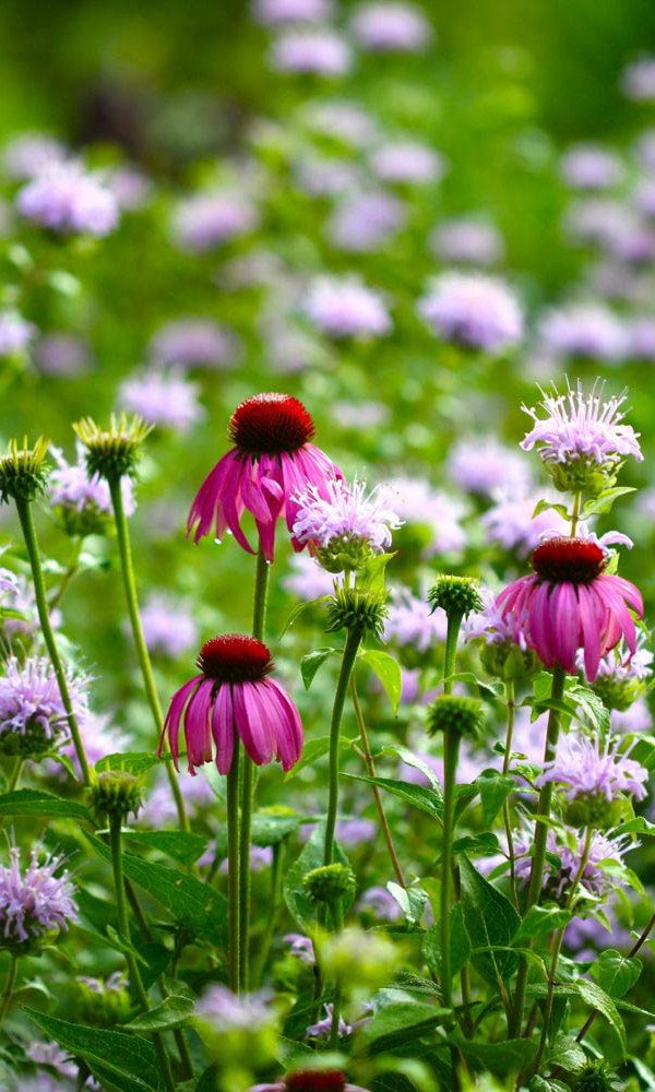 Top Ten Medicinal Herbs for the Garden-Echinacea purpurea growing with wild bergamot Echinacea growing with wild bergamot
