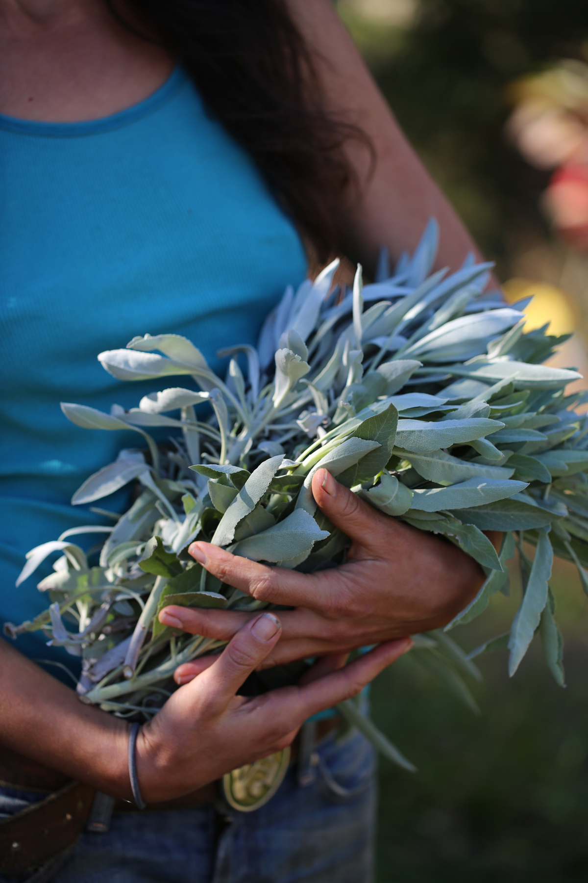 A person holds a bunch of fresh white sage.