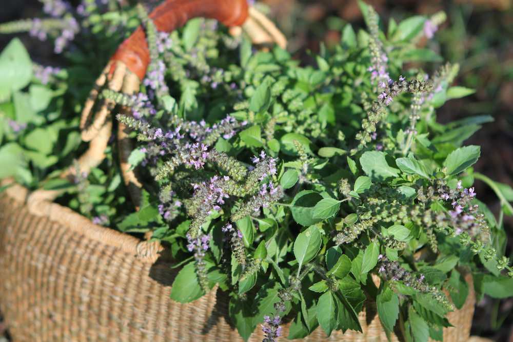 Tulsi, shown gathered in a basket, is one of 10 best herbs to start your home herbal apothecary.