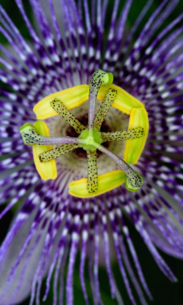 Passionflower (Passiflora incarnata) Passionflower (Passiflora incarnata)