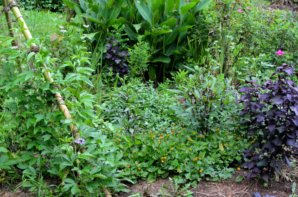 Herbal polyculture with passionflower on the trellis, purple shiso, roselle hibiscus, spilanthes, astragalus, and rose.
