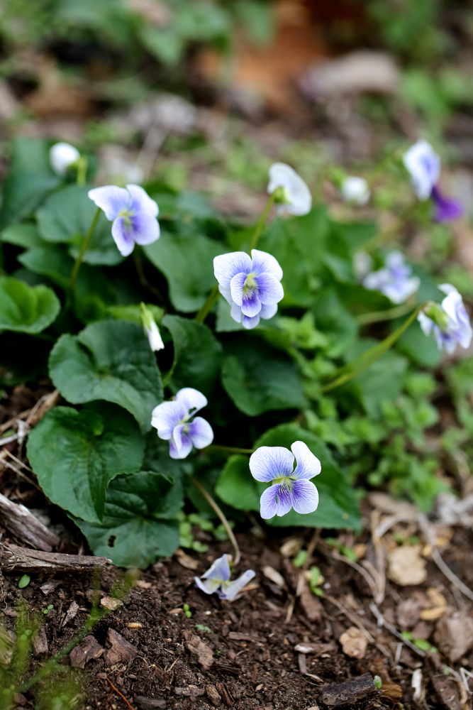 Confederate violet (Viola sororia)