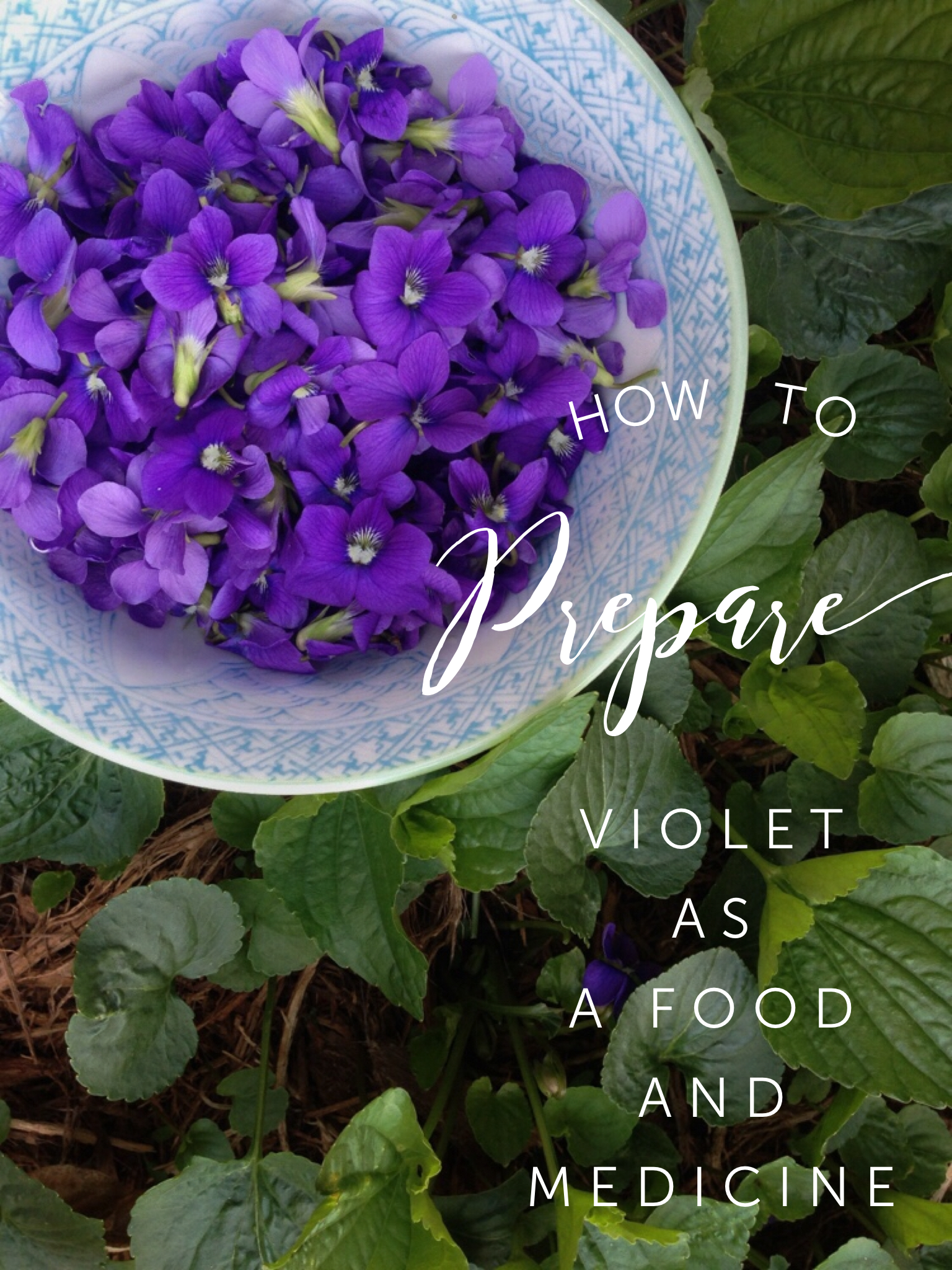 How to prepare violet as a food and medicine by Blog Castanea