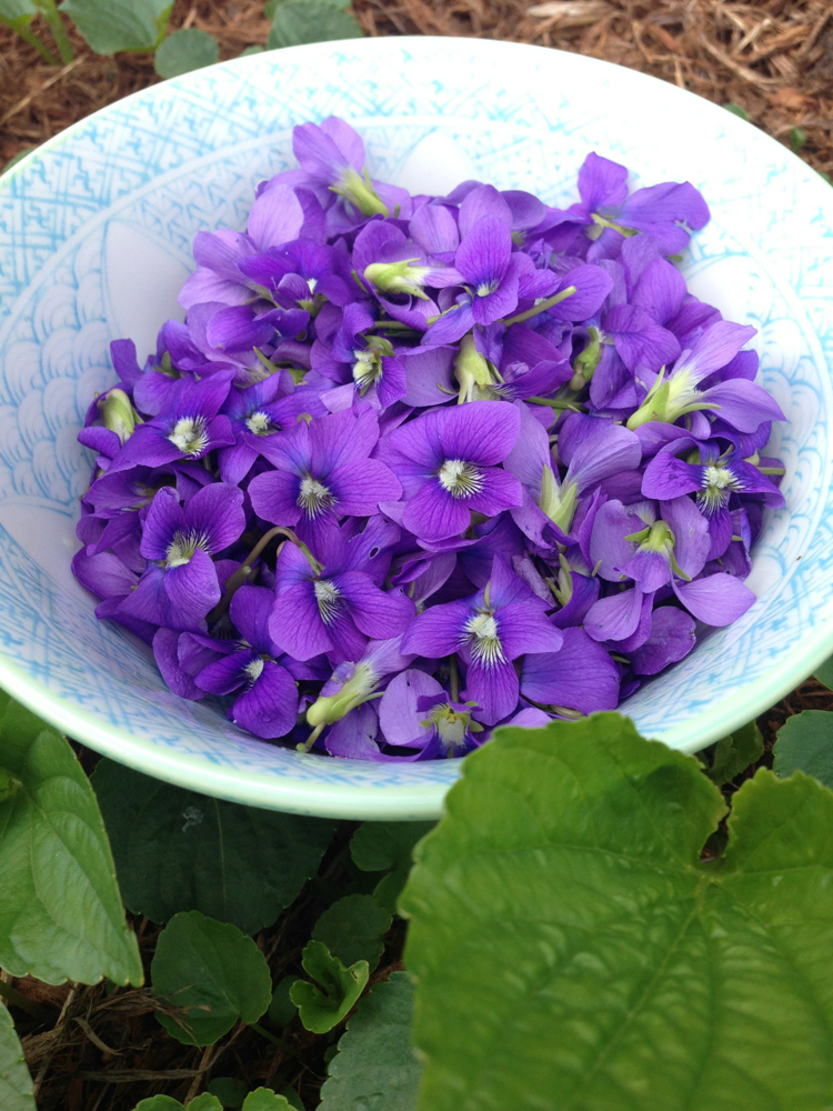 Violet blooms