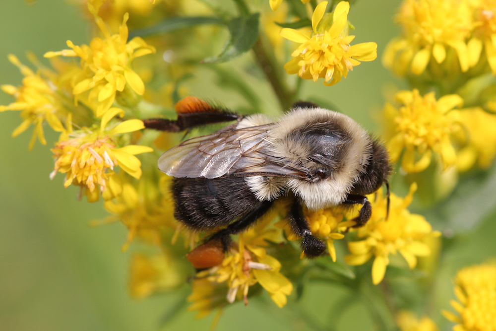 A bee pollinating goldenrod&mdash;note the orange pollen sacs