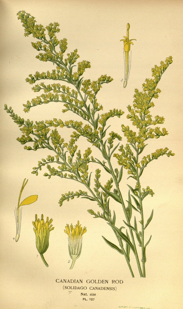 Goldenrod (Solidago canadensis) by D.G.J.M. Bois, circa 1896
